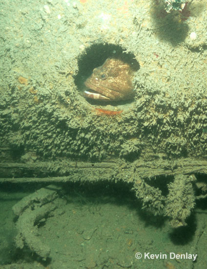 Fish are all that were left ‘guarding’ those historically important shipwrecks. Here a large grouper keeps watch from inside a porthole on the Japanese minelayer HIJMS Itsukushima; note the remains of the degaussing cables – when activated a form of protection against mines - on the hull beneath the porthole