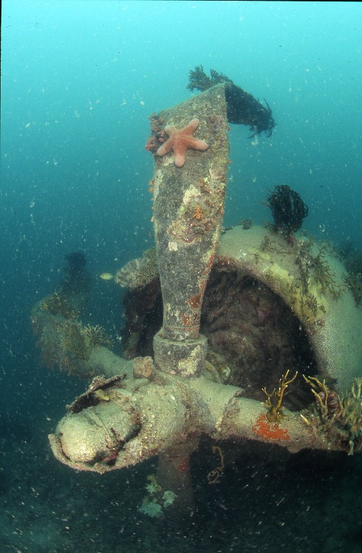 p-47-pom-1-524x800