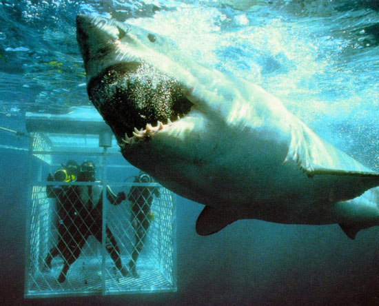 Kevin and his wife Mirja (and another diver) in a Rodney Fox shark cage, Neptune Islands, South Australia. Photo: Kev Deacon (PIERRE, PLEASE LINK HIS NAME TO HIS WEBSITE http://www.dive2000.com.au/ )