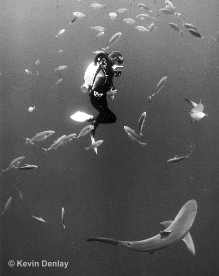 The late Rob Palmer, using a Draeger Dolphin Semi-Closed Circuit Rebreather (SCR) and eyeballing a shark, Tongue Of The Ocean, off Nassau, Bahamas, 1995. One of the benefits of SCR’s, and more so CCR’s, is they allow very close interaction with wildlife because of the minimal (SCR) or complete (CCR) lack of exhaled noisy bubbles as with regular scuba equipment. (And just who were those “Wah-Wah” divers? If you know, then your age is showing!)