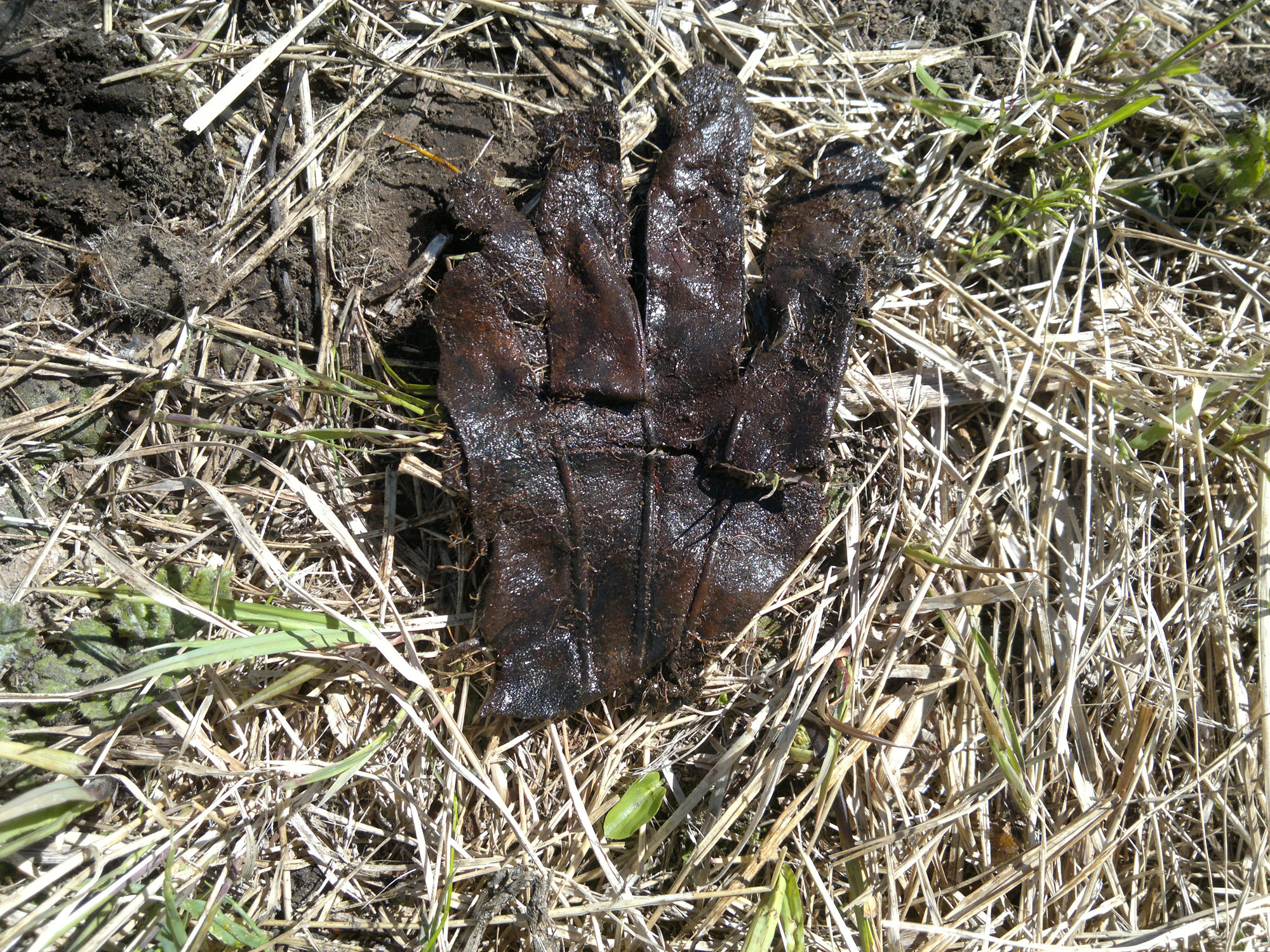 A glove belonging to one of the crew, Sergeant Taichi Ito (伊藤太市)