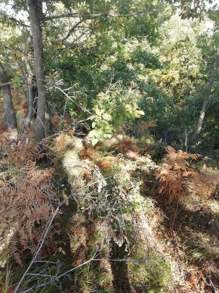 χαρακωματα ακομα πιο εμφανη στο 731