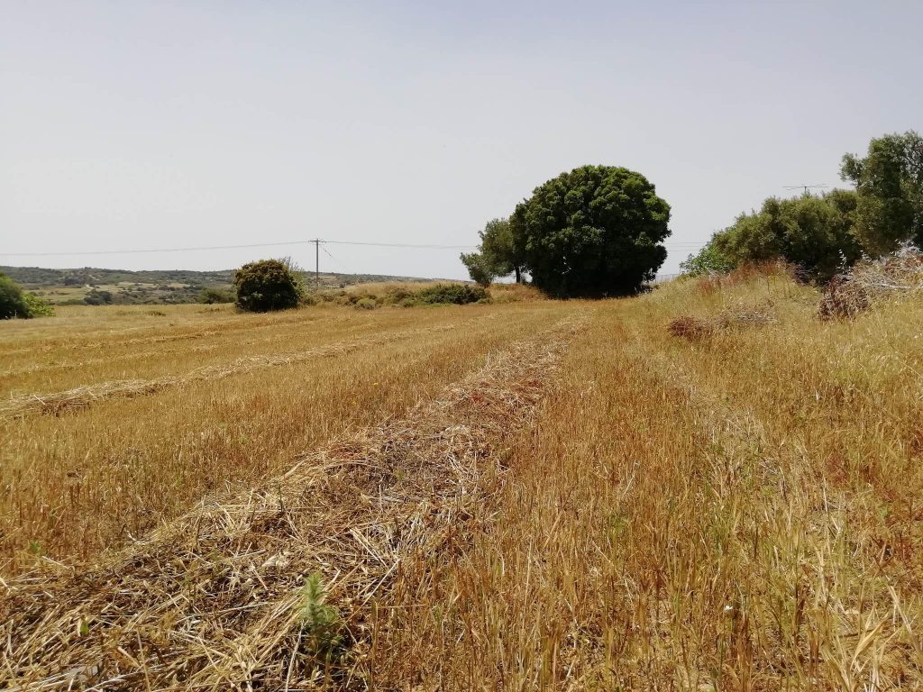 In 1943, this wheat field in Antimacheia, Kos island, was an airfield. This is where Giannis Liontis found the wreckage of the Spitfire MkV 
